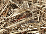 FZ021453 Red dragonfly.jpg